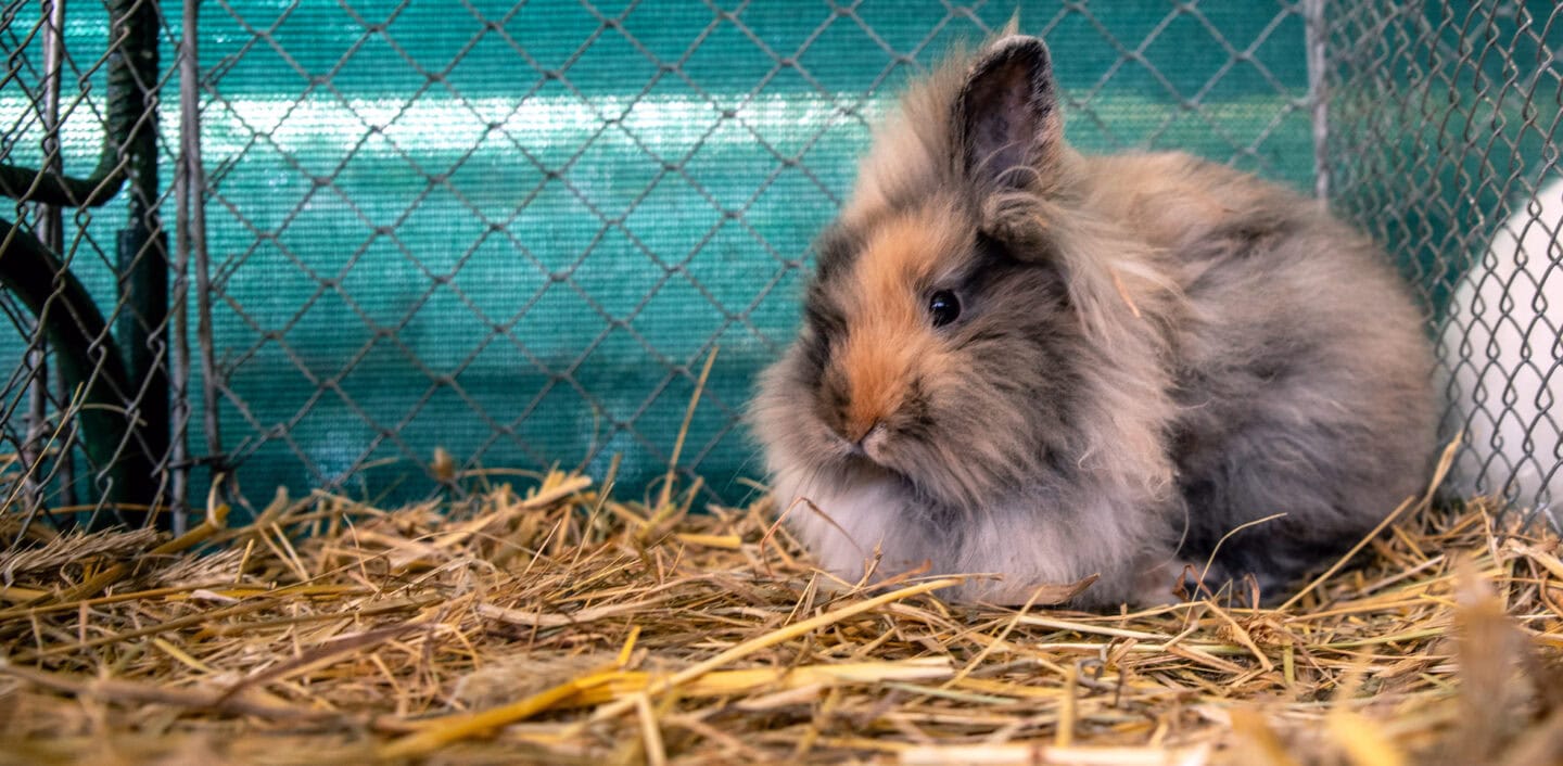 65. Sommer-Jungtierschau 5